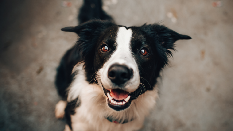 To dog and cat owners