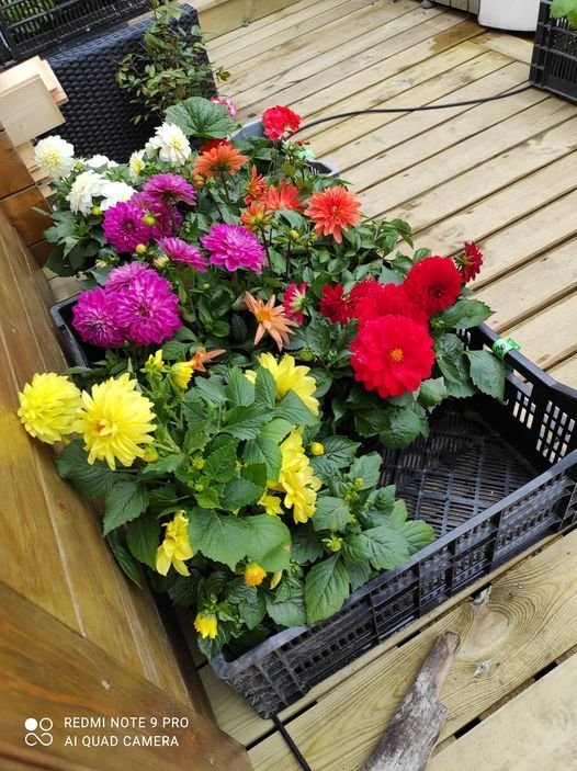 Sumarblómasala Kvenfélag Hvammshrepps