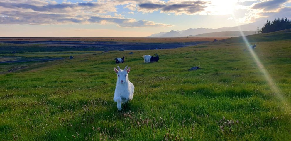 Skýrsla sveitarstjóra, janúar 2024 - Mayor's report, January 2024