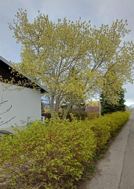 Hvetjum húseigendur til að huga að gróðri á lóðum