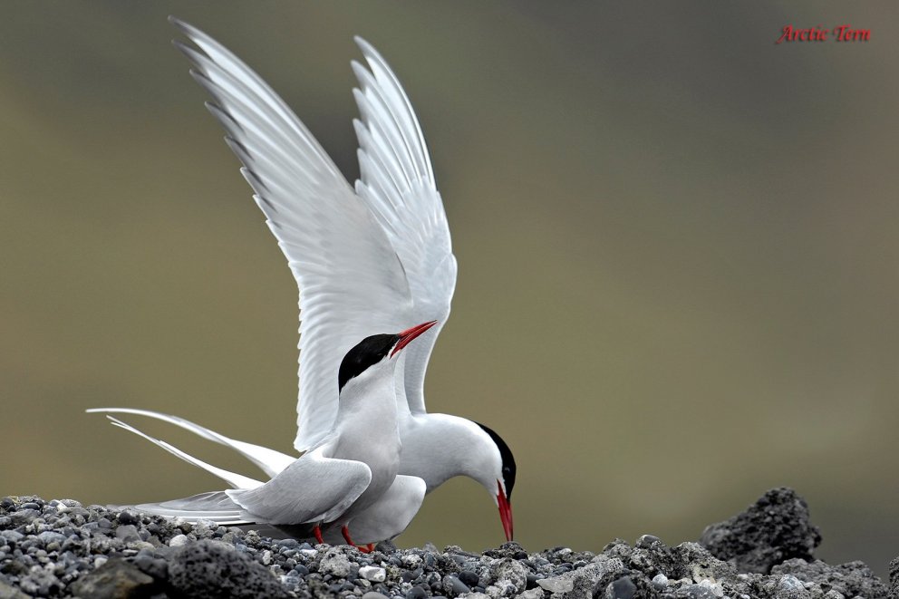 Mynd: Þ. N. Kjartansson