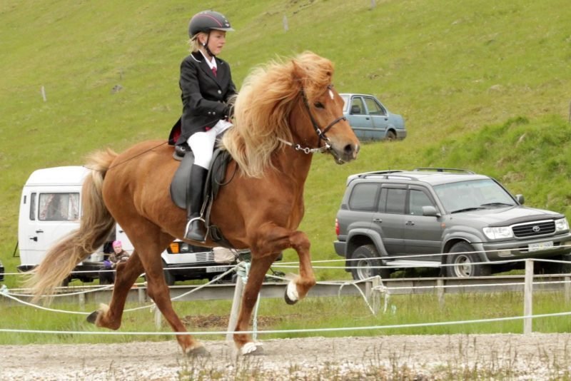 Sameiginlegt Hestaþing Hestamannafélaganna Kóps og Sindra
