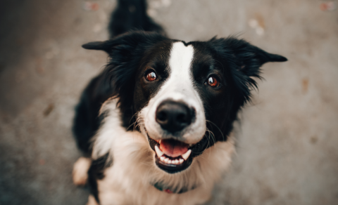 To dog and cat owners