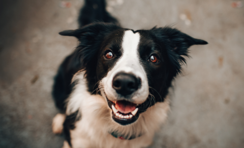 Ormahreinsun fyrir gæludýr / Deworming for pets