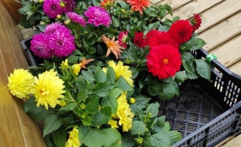 Sumarblómasala Kvenfélag Hvammshrepps