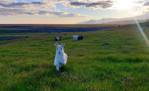 Skýrsla sveitarstjóra, janúar 2024 - Mayor's report, January 2024