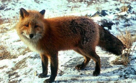 Fuglainflúensa í refi