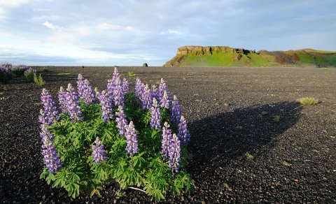 Fundarboð: 619 fundur sveitarstjórnar Mýrdalshrepps