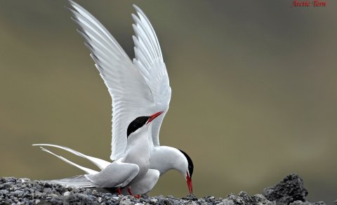 Mynd: Þ. N. Kjartansson