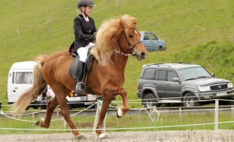 Sameiginlegt Hestaþing Hestamannafélaganna Kóps og Sindra