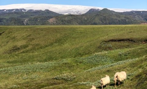 Smalamennskur í Mýrdalshreppi 2023